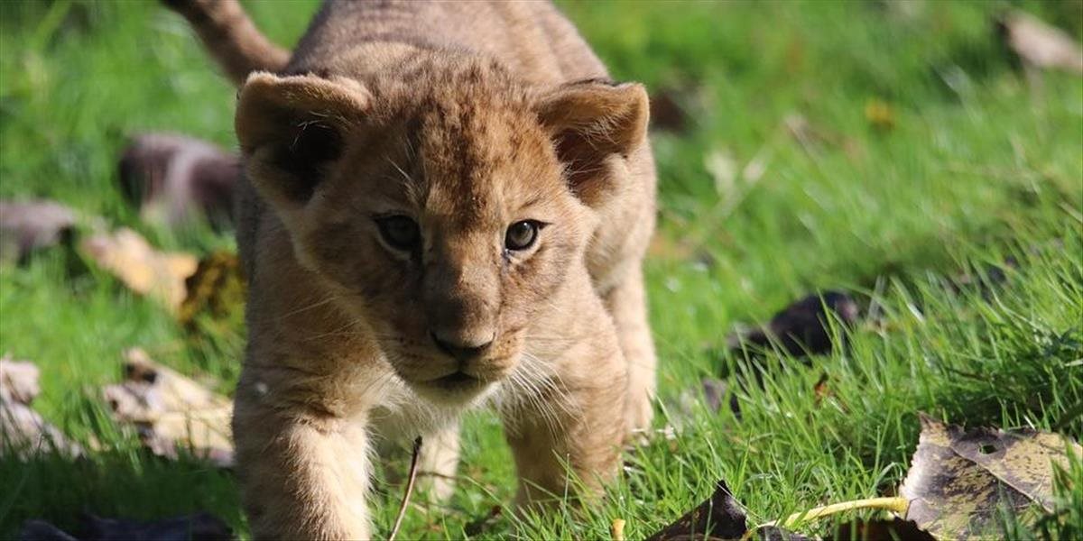 Štyri levíčatá a mláďa pantera z Ukrajiny previezli do ZOO v Poľsku