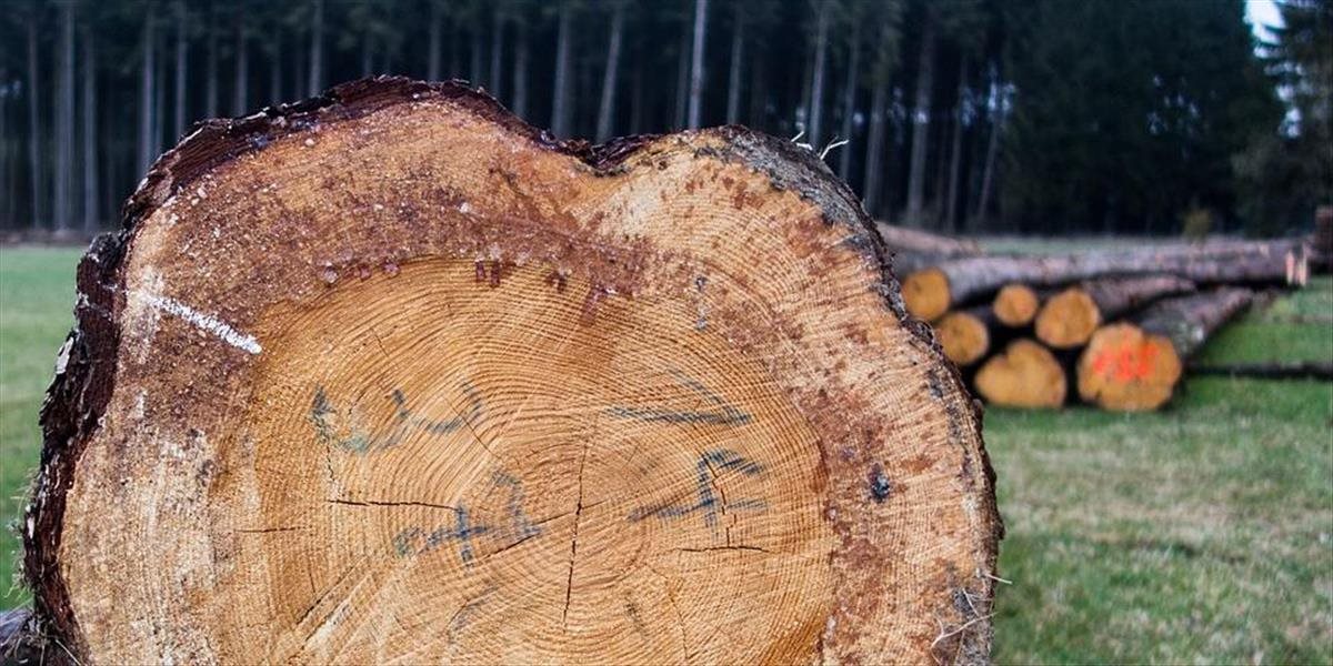 Každú hodinu strácame kvôli ťažbe dreva viac ako štyri hektáre karpatských lesov