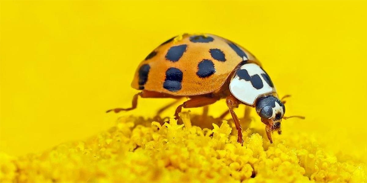 Lienka východná je rozšírená takmer po celom Slovensku