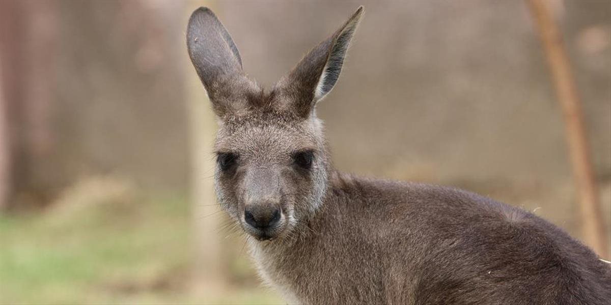 Zo súkromnej zoo pri Ostrave utiekla kengura, pátra po nej polícia