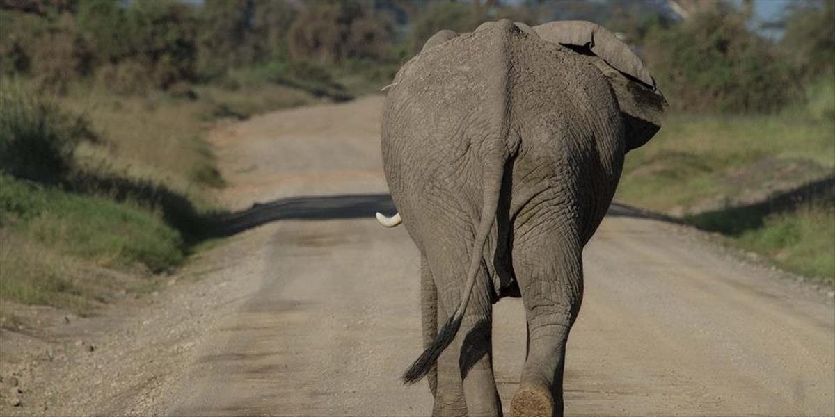 Bojnická zoo má po takmer 40 rokoch nového slona, samca Temba