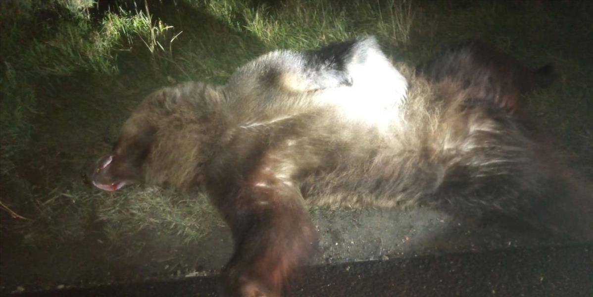 Na ceste I/16 došlo v noci k zrážke dodávky s medveďom