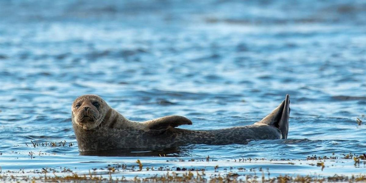 Na brehoch Kaspického mora objavili už 2500 uhynutých tuleňov