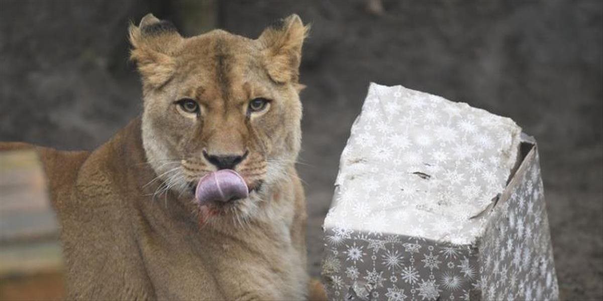 Zvieratá v košickej zoo si pochutnávali na vianočných darčekoch