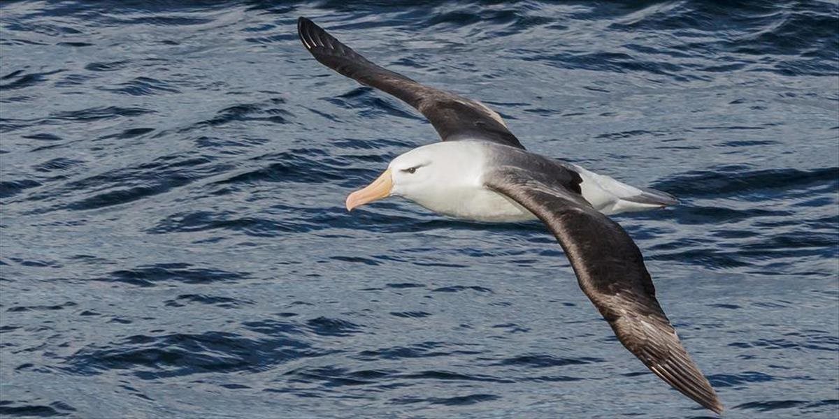 Najstarší známy morský vták sa vrátil na atol Midway