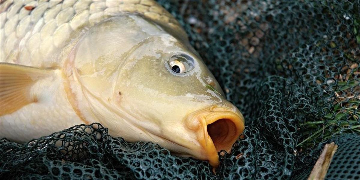 Trend zvyšujúceho sa záujmu o morské ryby na vianočnom stole pokračuje