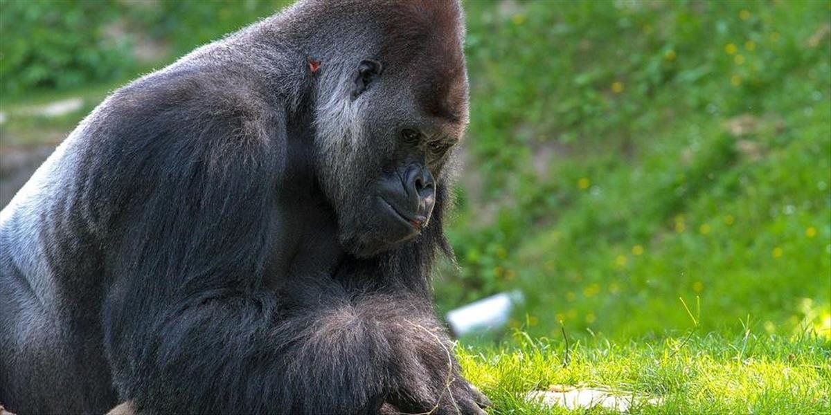 Gorila Tony z kyjevskej zoo má teplo vďaka piecke na drevo