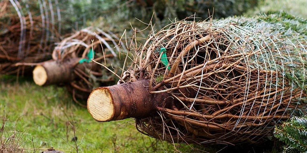 Nové Zámky začnú so zberom vianočných stromčekov krátko po Novom roku