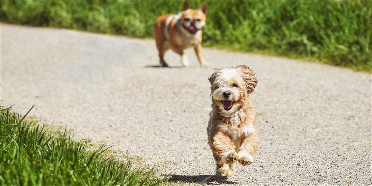 Mesto Žilina upozorňuje majiteľov psov na nebezpečenstvo nákazy pseudobesnotou