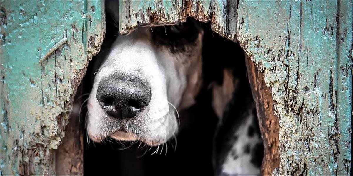 Psy v odchytových kotercoch boli po Silvestri vyplašené