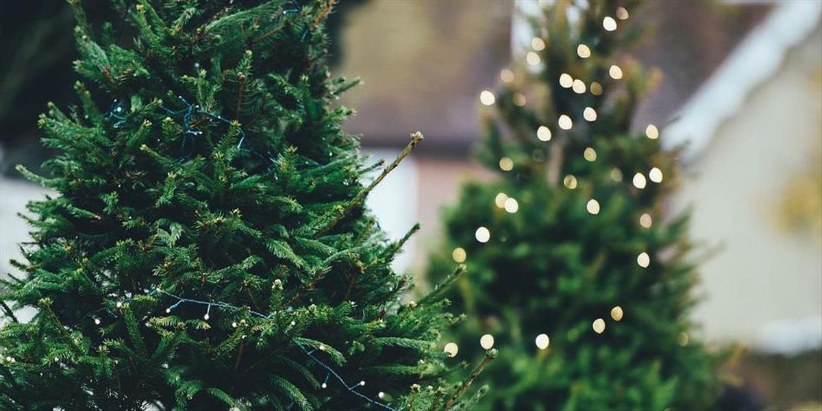 Nitra už začína so zberom vianočných stromčekov