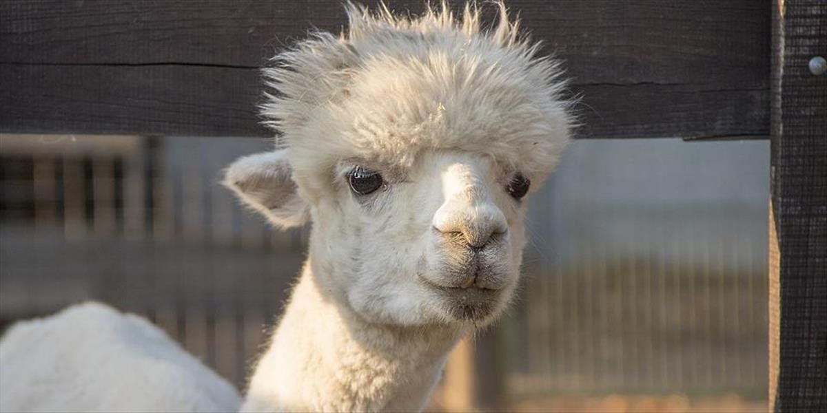 Košická zoo sa rozrástla o novoročné mláďa lamy krotkej