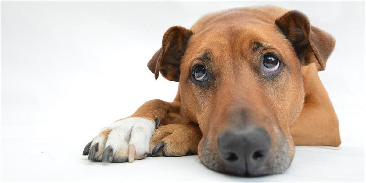 Karanténna stanica vo Zvolene adoptovala vlani 32 psov