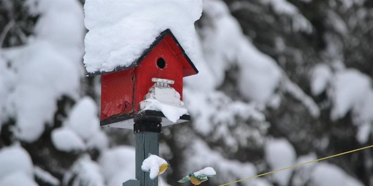 Správne prikrmovanie vtáctva v zime je dôležité, môže mu pomôcť