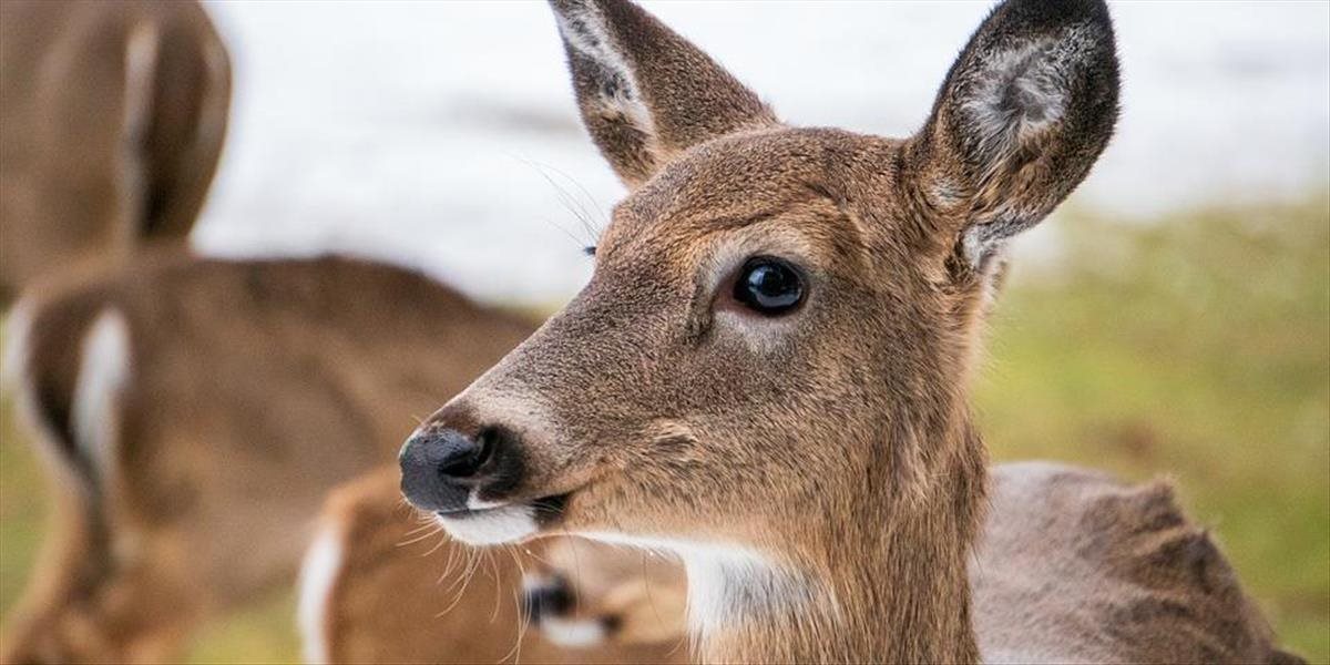 Ochranári vyzývajú ľudí, aby nekŕmili divú zver, spôsobujú tým problémy
