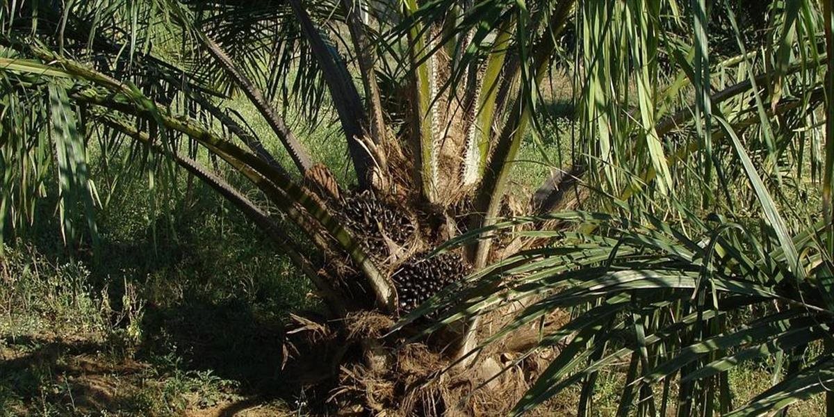 Malajzia nevylučuje zastavenie dodávok palmového oleja do Európskej únie