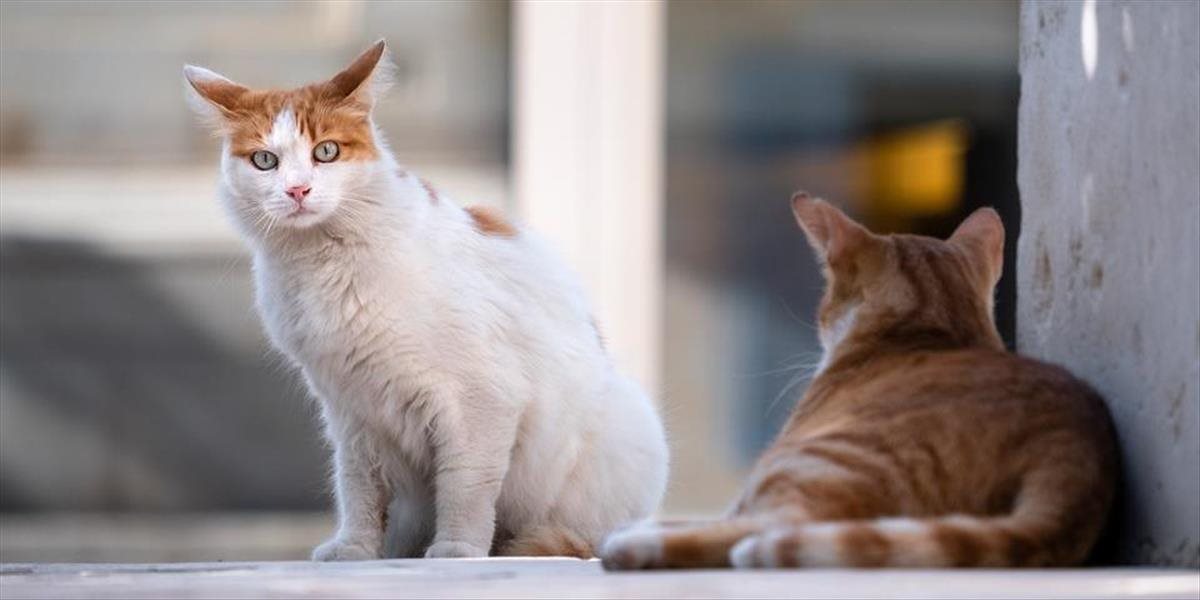 V Žiline otvorili novú karanténnu stanicu pre odchytené túlavé mačky