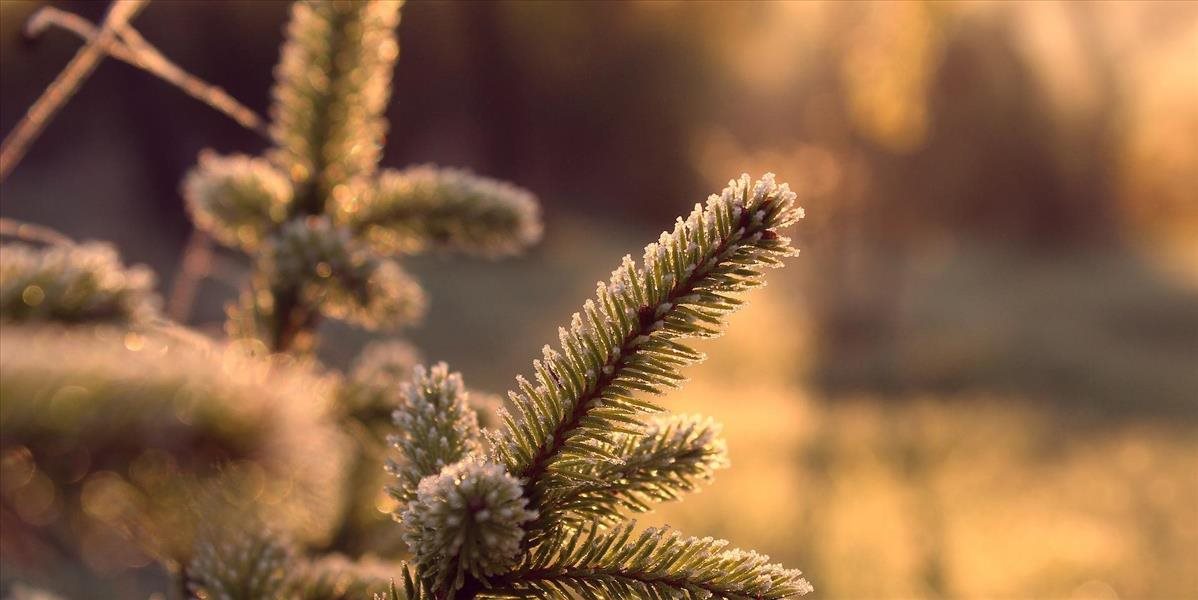 Z drevených ohrádok odviezlo OLO v Bratislave vyše 22.000 vianočných stromčekov
