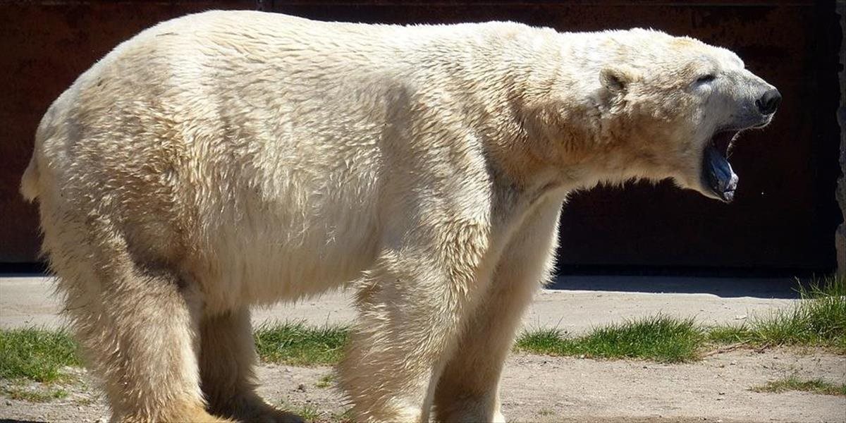 Ľadový medveď na Aljaške zaútočil na dedinčanov; o život prišli dve osoby