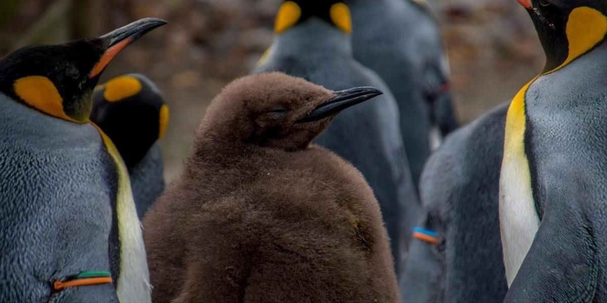 Satelitné snímky odhalili novú kolóniu tučniakov cisárskych