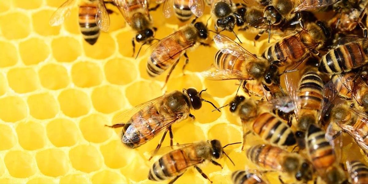 Včely aj ostatné opeľovače sú ohrozené viac ako kedykoľvek predtým