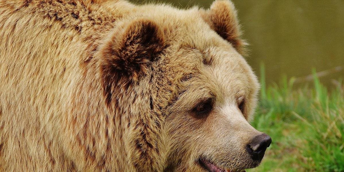 V dôsledku miernej zimy v niektorých regiónoch medvede nespia