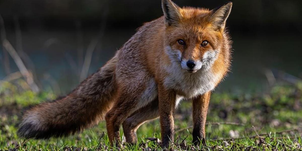 V obytných častiach mesta Levice sa objavili líšky
