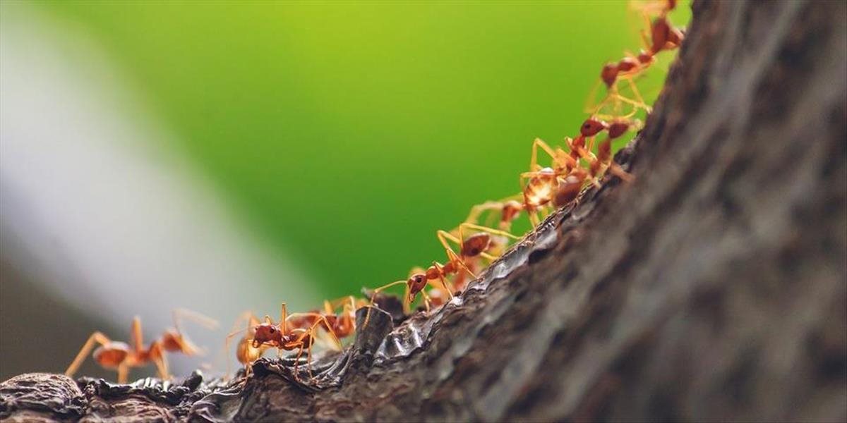 Mravce vedia z moču vyčuchať rakovinu