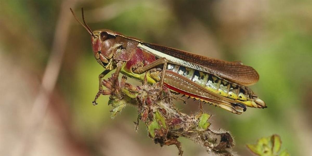 Odtučnený prášok zo svrčka domového bude môcť byť v chlebe aj cestovinách