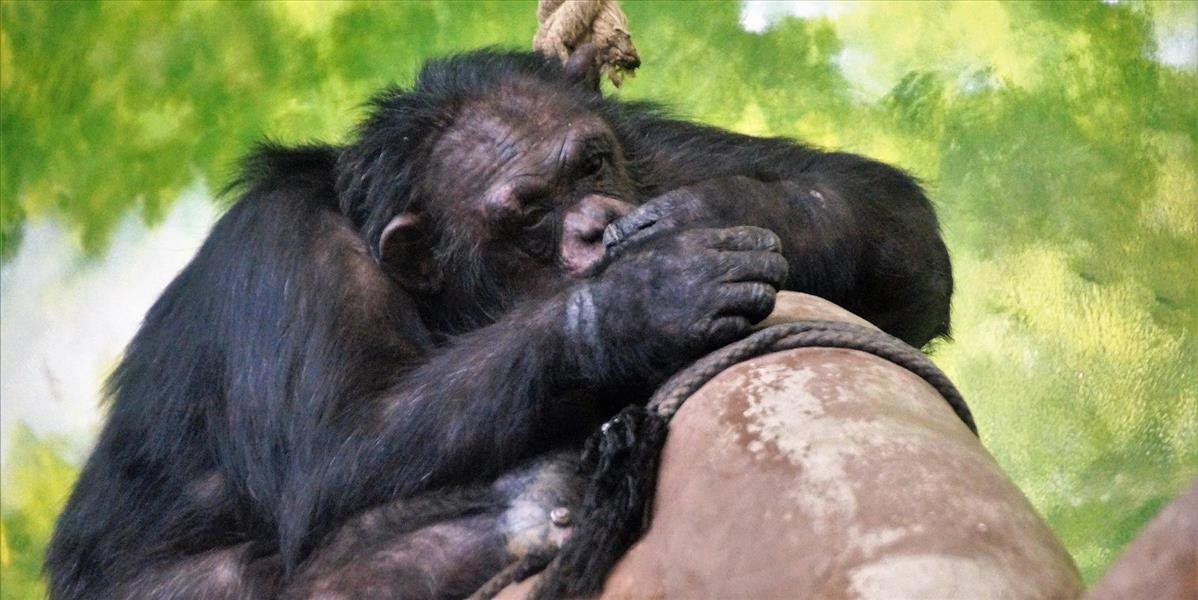 Bratislavská zoo má tri nominácie v kategórii odchov roku v súťaži Bílý slon