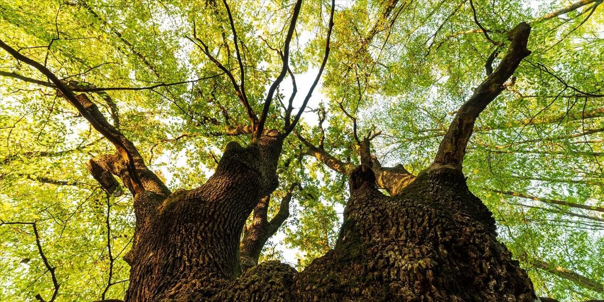 Dračí dub z Lozorna začína zbierať hlasy v ankete Európsky strom roka