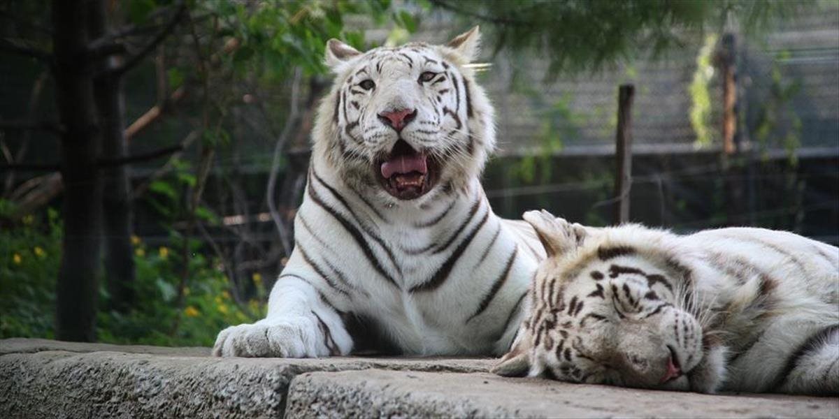Riaditeľ mexickej zoo predával mäso z ohrozených druhov zvierat
