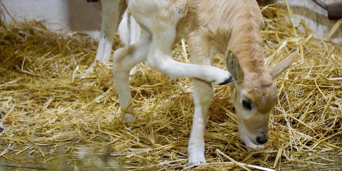 V bratislavskej zoo sa narodila samica ohrozeného druhu adaxa núbijského