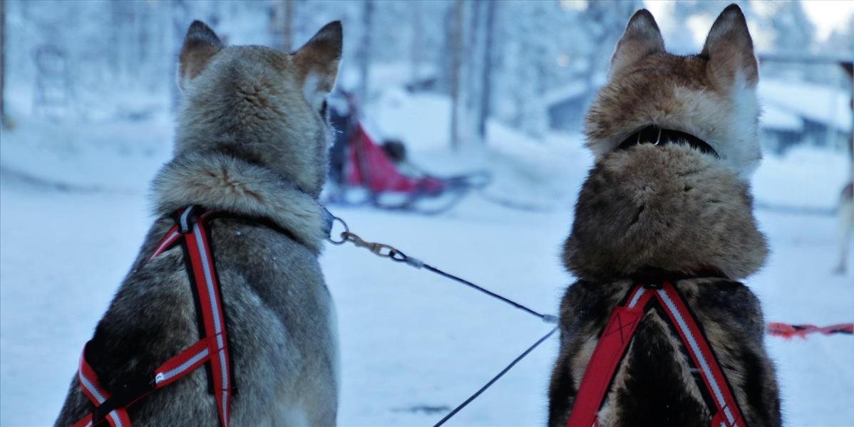 V Tatranskej Lomnici chystajú 12. ročník festivalu Snežné psy