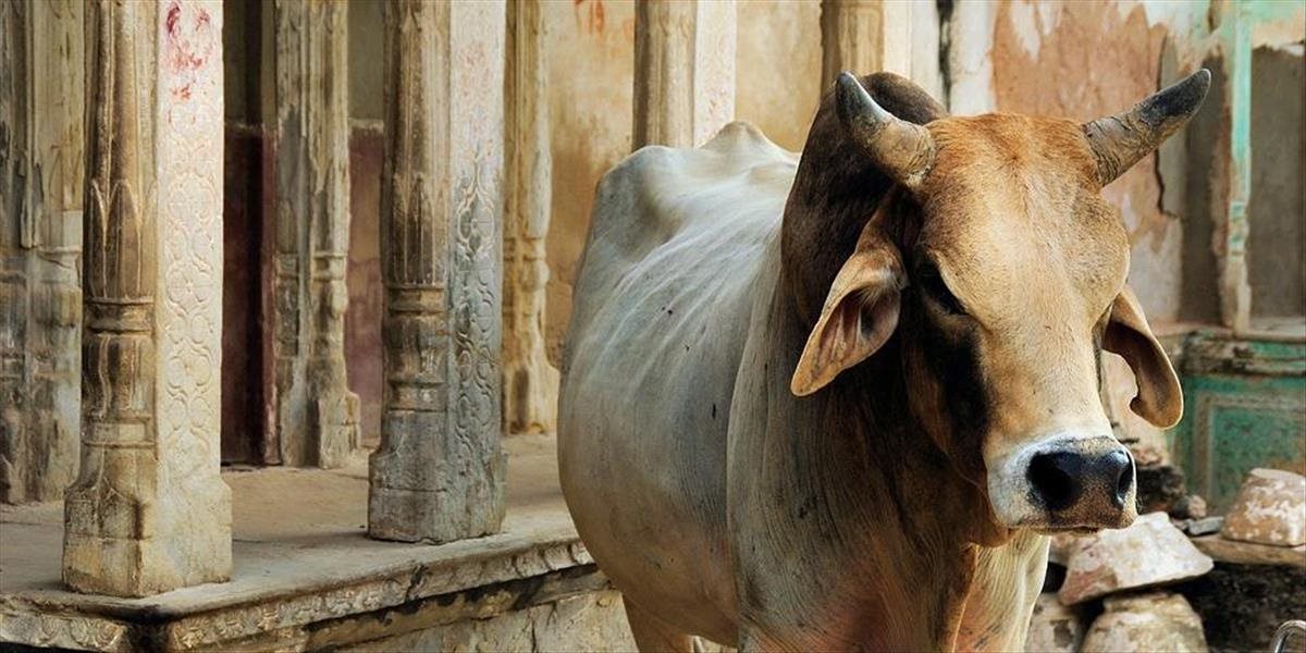 Indická vláda vyzýva ľudí, aby na Valentína objímali kravy