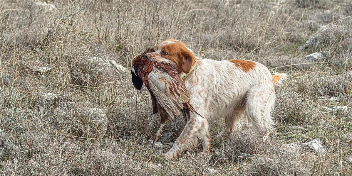 Španielsko prijalo nový zákon o ochrane zvierat; netýka sa však loveckých psov