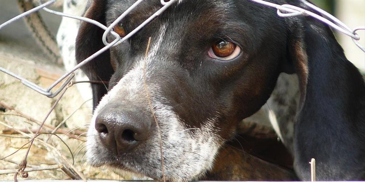 Nitrianski enviropolicajti obvinili muža, ktorý mal palicou ubiť psa na smrť