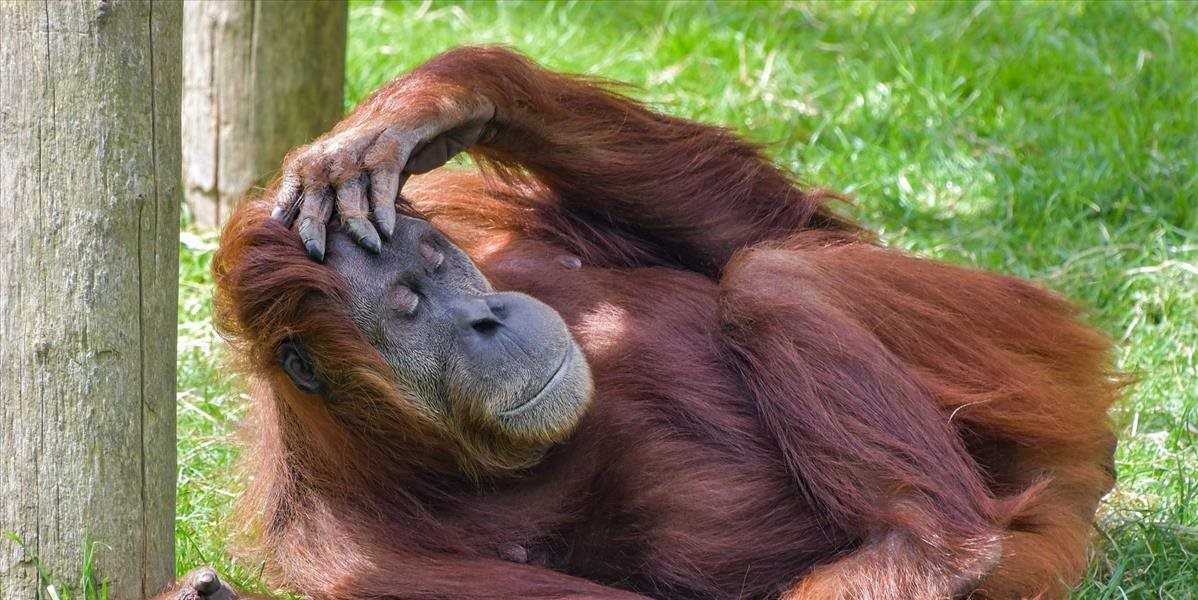 Vo viedenskej zoo uspali 50-ročného samca orangutana