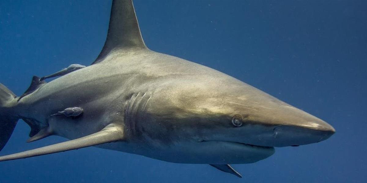 Austrálsky turista zomrel po útoku žraloka