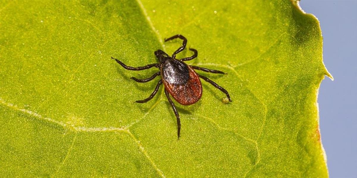 Rastúci počet kliešťovej encefalitídy súvisí asi s klimatickými zmenami