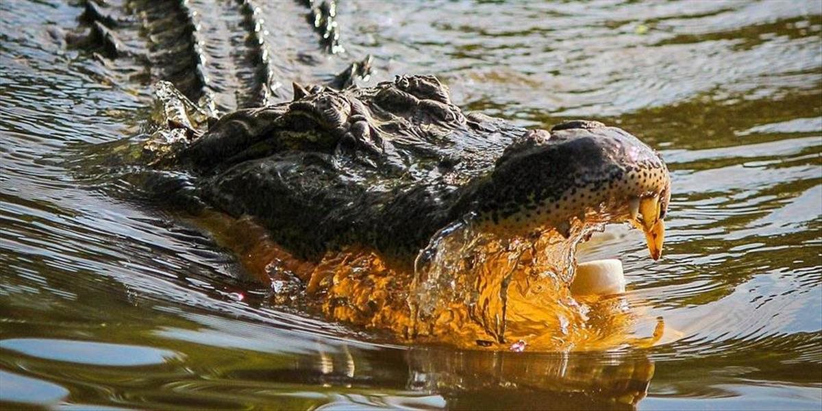 Aligátor usmrtil na Floride 85-ročnú ženu, keď sa prechádzala so psom