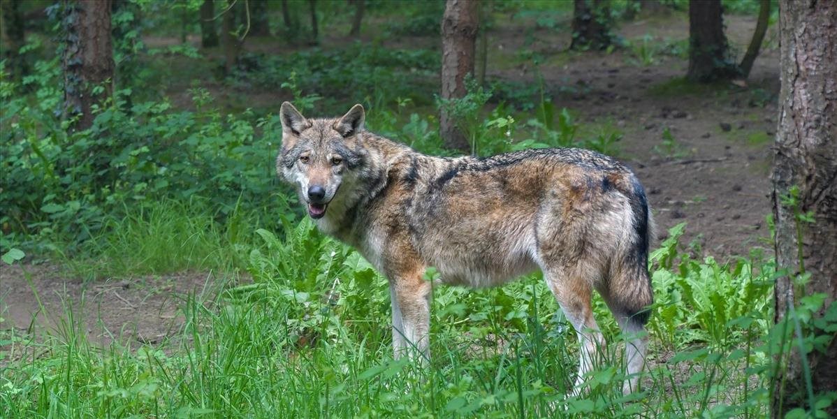 Na Kysuciach budú počas víkendu monitorovať veľké šelmy - vlka, rysa a medveďa