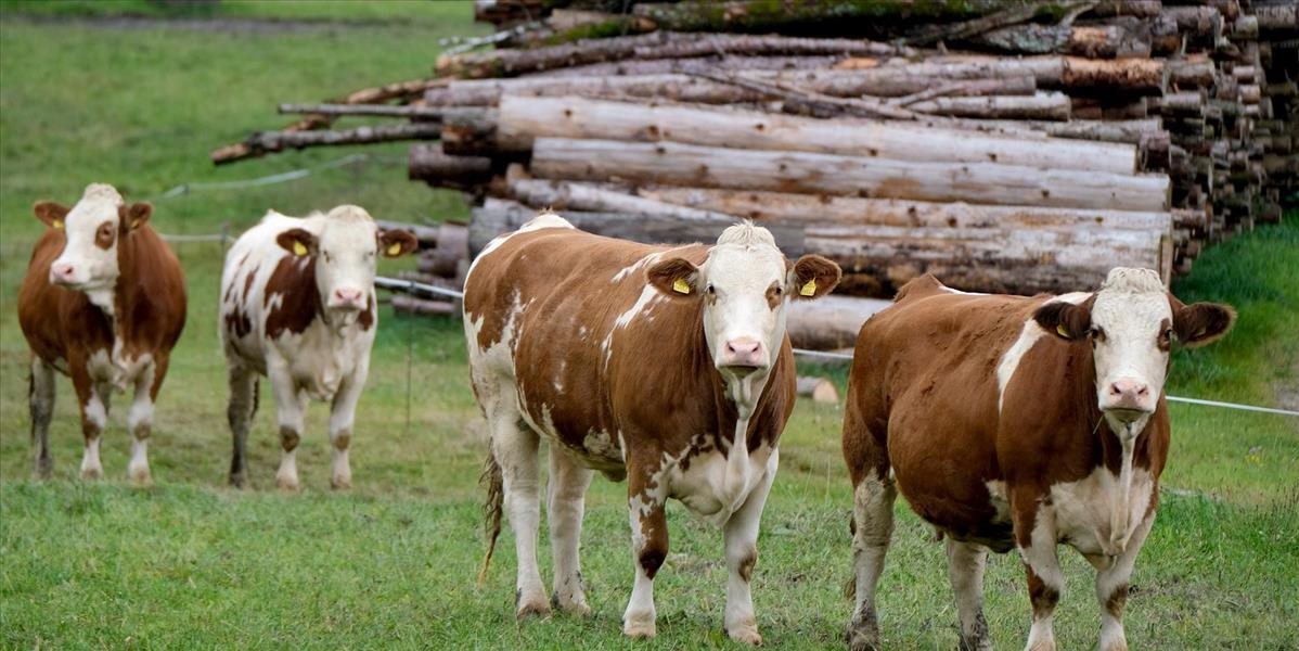 Francúzski poľnohospodári poháňajú traktory metánom z kravského hnoja