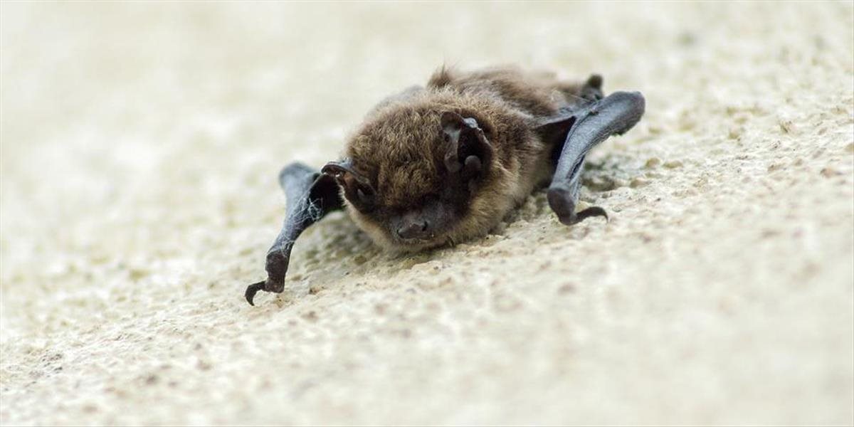 V Slovenskom krase hibernuje túto zimu 18 druhov netopierov