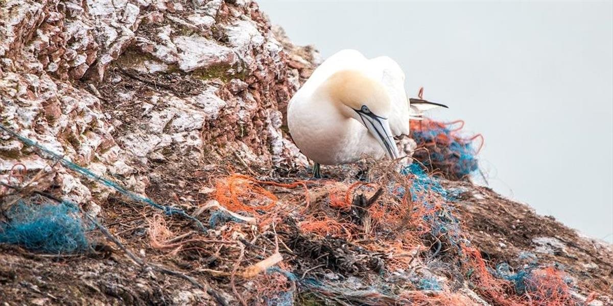 Morské vtáky trpia novou chorobou, ktorú spôsobujú plasty