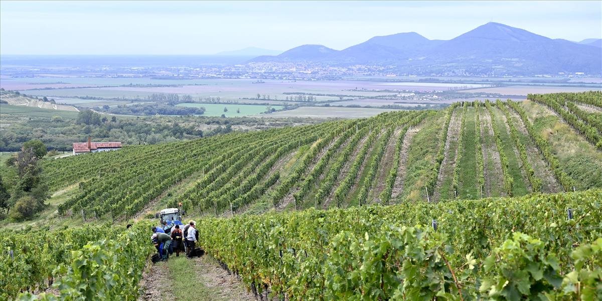 Slovenská vinohradnícka oblasť Tokaj má nové odrody hrozna