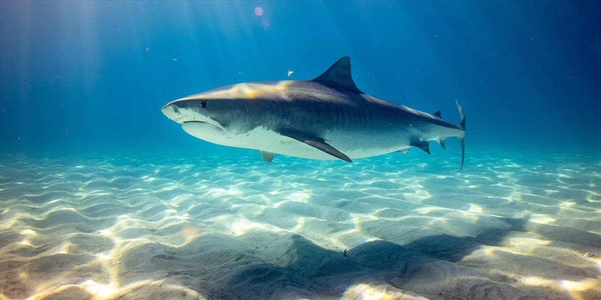 Stúpa počet útokov žralokov?