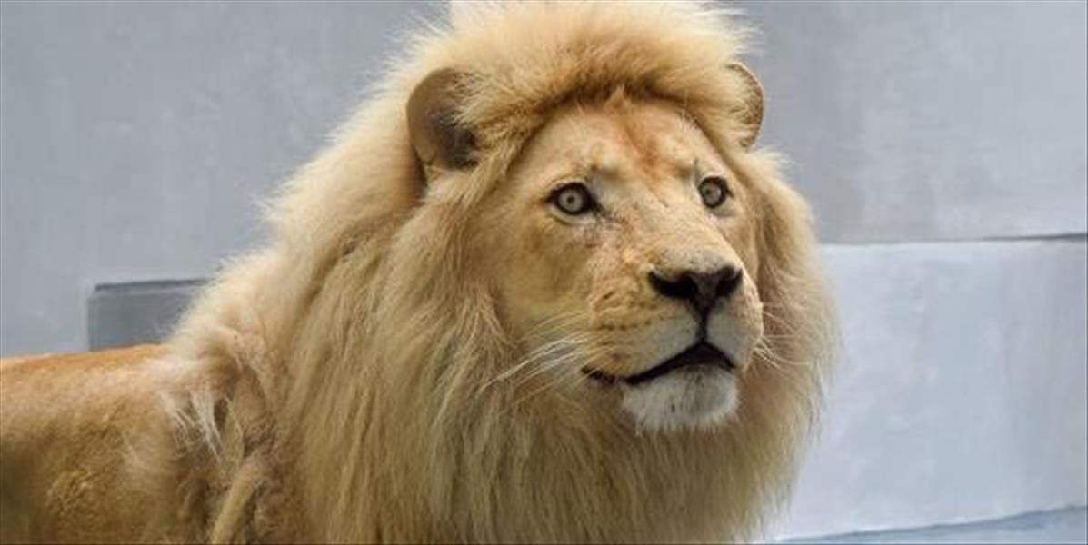 Bratislavská zoo má nový prírastok v podobe leva juhoafrického, volá sa Samba