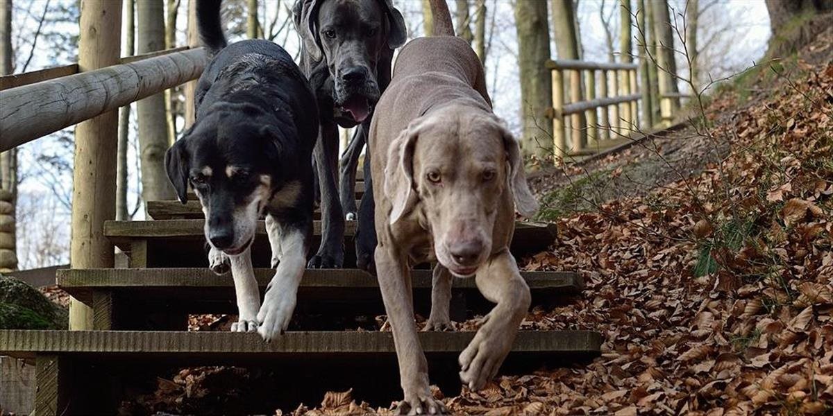 Viceprimátor Bratislavy žiada viac kontrol voľne pustených psov v lesoparku