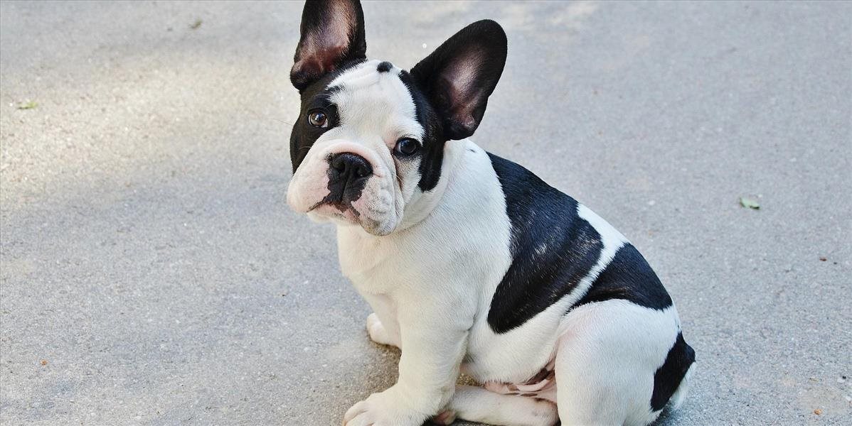 Najobľúbenejším plemenom psa v  USA  je francúzsky buldoček